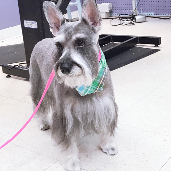 Professional Dog Grooming at Grateful Pets