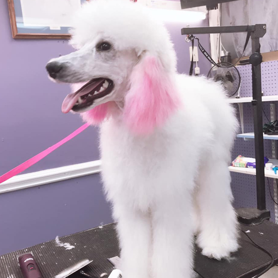 Professional Dog Grooming at Grateful Pets